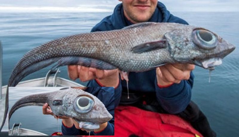 angler caught a rare bizarre-looking fish while fishing off the coast of Norway