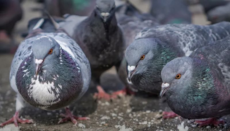 pigeon pooped on a US lawmaker while he was doing a TV interview about the problem of pigeon droppings