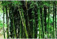 Here's how Bamboo is bringing development in Jharkhand