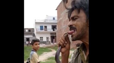 poisonous black snake bite on tongue of a man, he died instantly