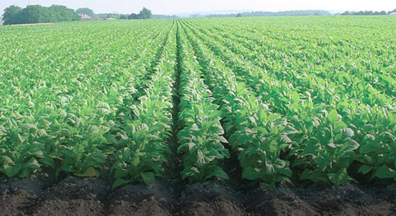 Farmers outrage for Sudden fall in tobacco prices snr