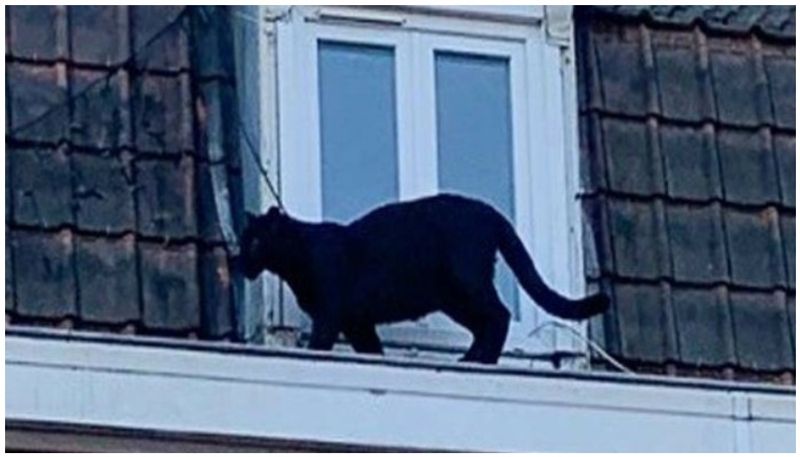 black panther found in house