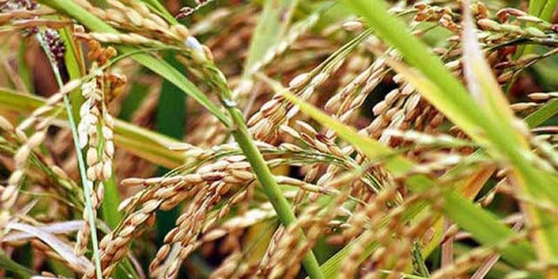 Farmers Crop Hoard on Road in Bidar