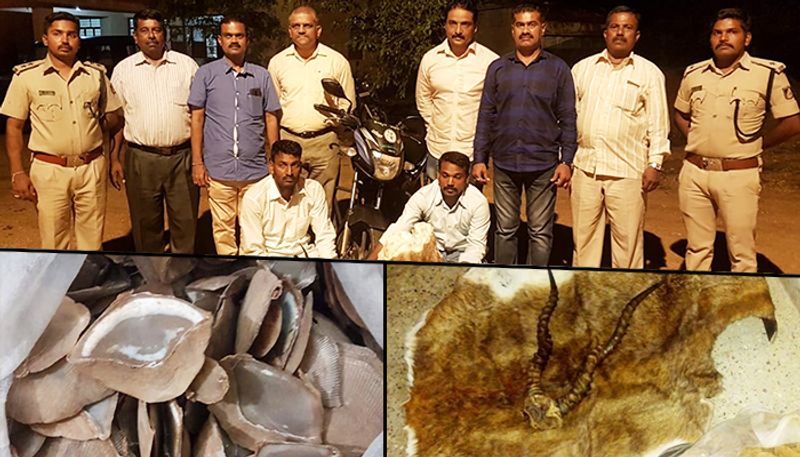 Exclusive: CID Forest Cell arrests 2, seizes blackbuck skin, horns and pangolin scales