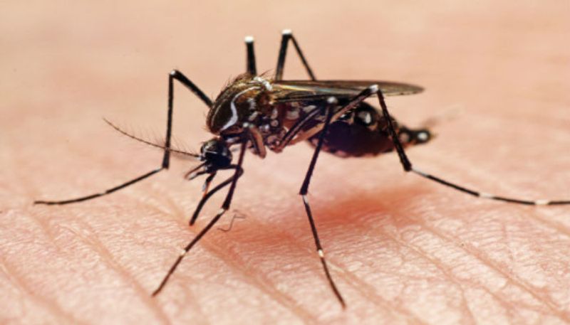 Dengue Fever in Shahabad in Kalaburagi District