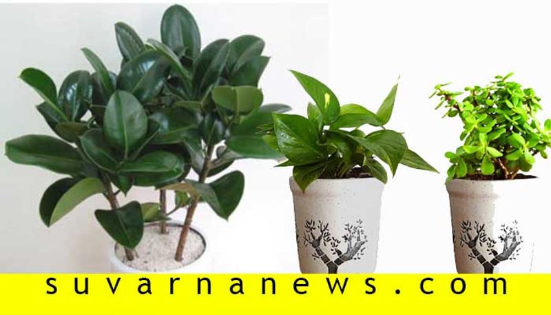 Feng Shui magical plants to attract love joy and prosperity