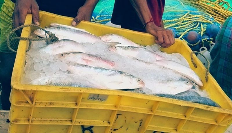 Fresh Padma Hilsa sold for Rs 2,000 at Kolkata Lake Market on the day of Mahalaya-dbr