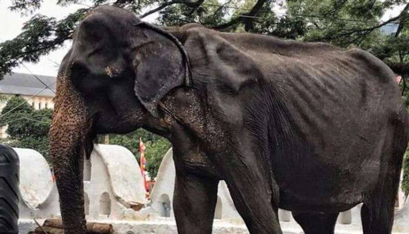 tikiri elephant dead