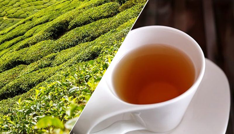 Tips on spotting adulteration of tea