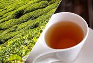 Did you know drinking tea may improve brain health? Read this