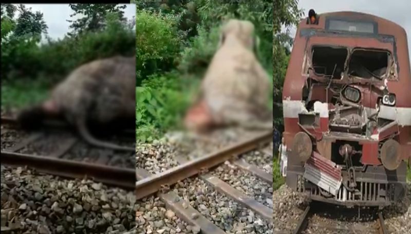 train hits wild elephant, critically injured elephant trying to drag self out of the way of the train