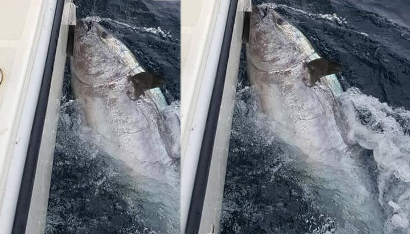 youth caught giant tuna and frees to sea for a rare reason