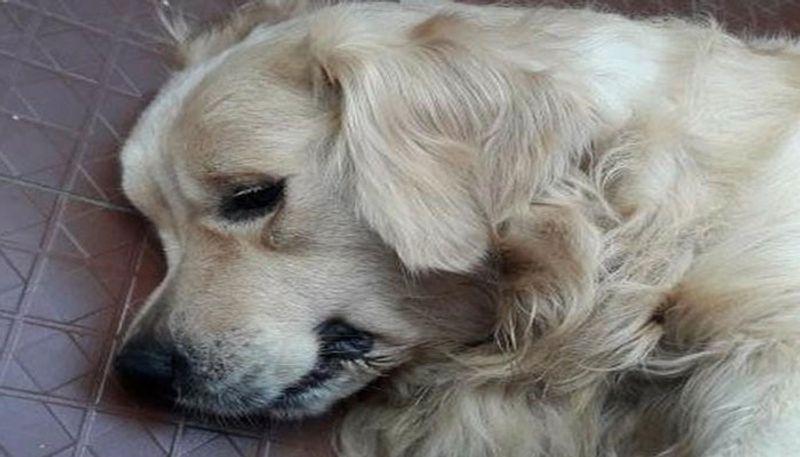 Not able to degest its owner, dog dies