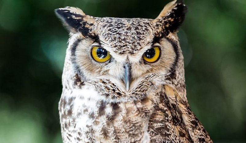 Police arrests people for smuggling owl in Chikkamagaluru