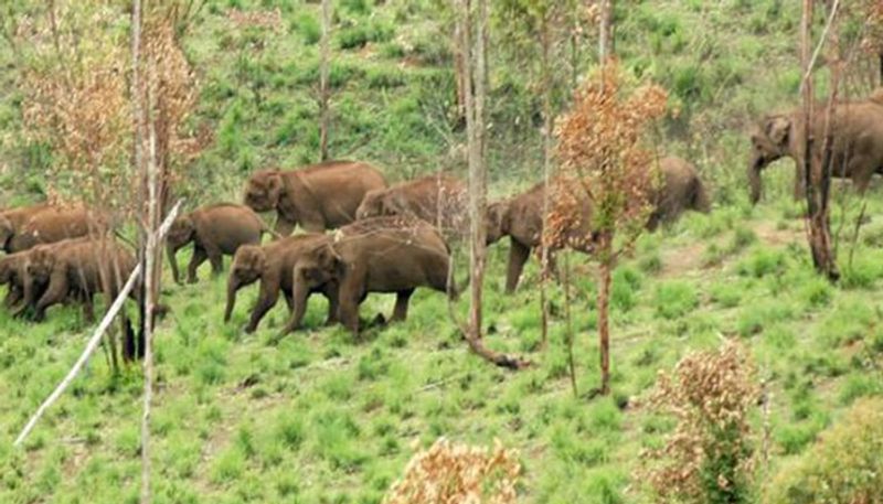 Elephants Destroy Crop in Hanagall in Haveri District