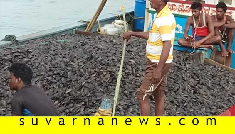 Non edible Kargil fish caught by Fisher men in Karwar of Uttara Kannada in Karnataka