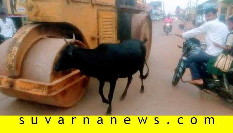 Cow which lost its calf 7 years ago in accident still crying for it by avoiding to enter road roller