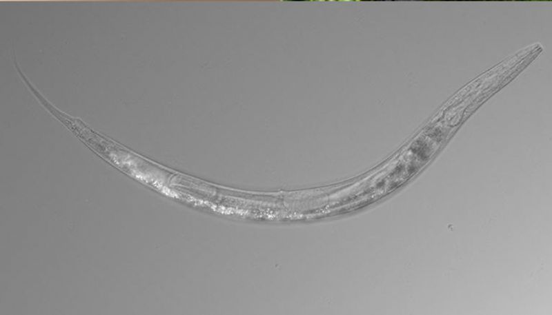 Scientists discover a worm with three sexes and pouch like a kangaroo