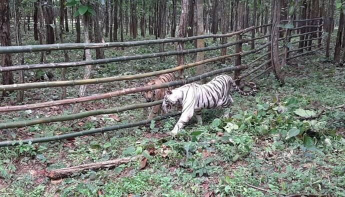 সামনে এল রিকা- কিকা, পুজোর আগে আকর্ষণ বাড়ল বেঙ্গল সাফারি পার্কের