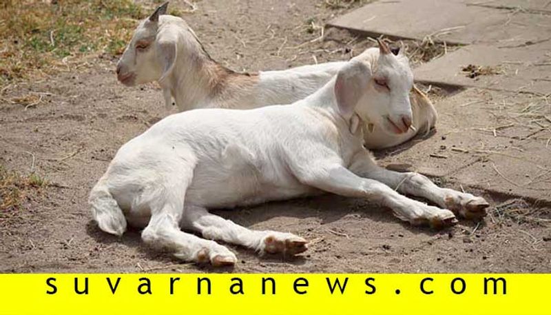 Death of a goat in accident causes MCL Rs 2 68 crore loss