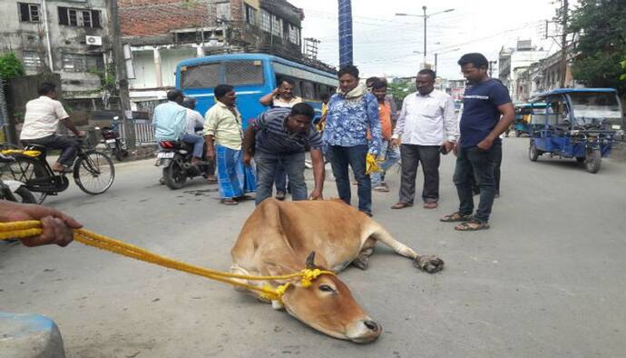 মরার ভান করে মুক্তি, গরু ধরতে এসে রায়গঞ্জে বোকা বনলেন পুরকর্মীরা