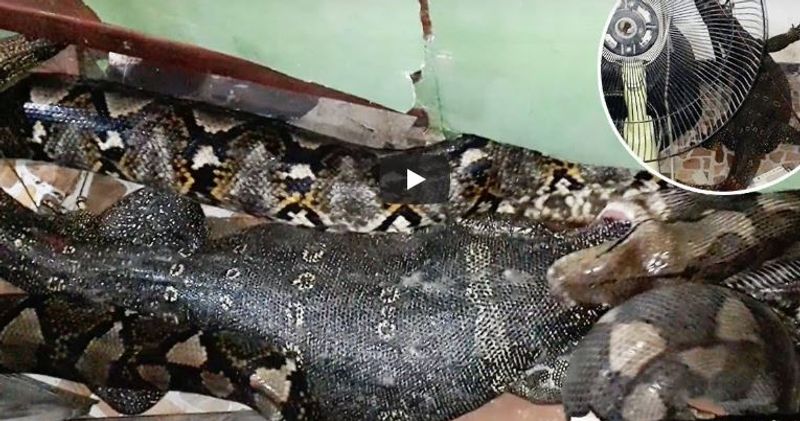 Python Regurgitates Live Monitor Lizard