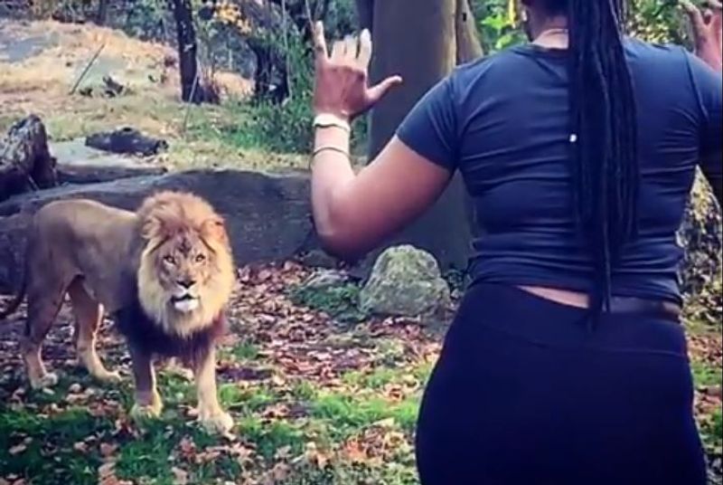 The Bronx Zoo says a woman who climbed inside its lion exhibit could have been killed