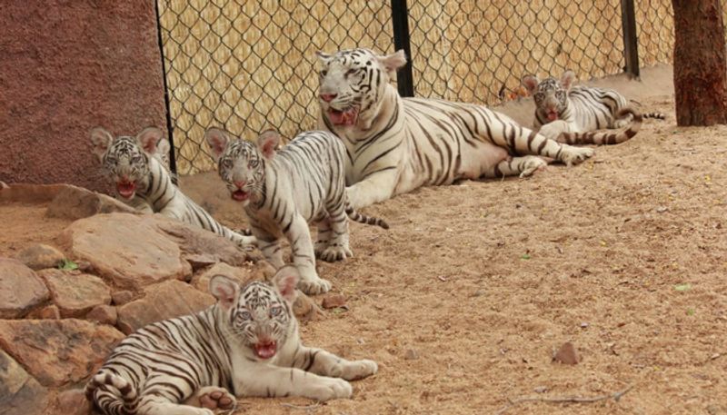 white tiger gives birth to five cubs in sv zoo