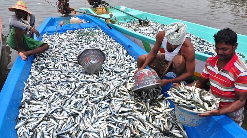 Blue Revolution Cabinet approves Rs 20050 crore scheme for fisheries sector