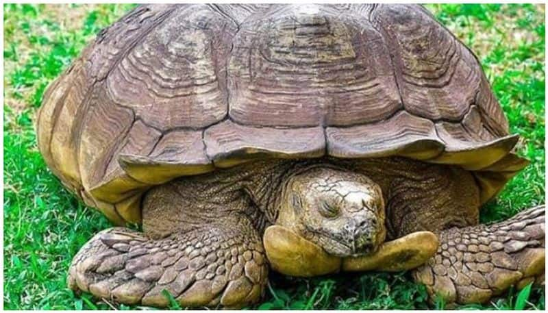 oldest tortoise died