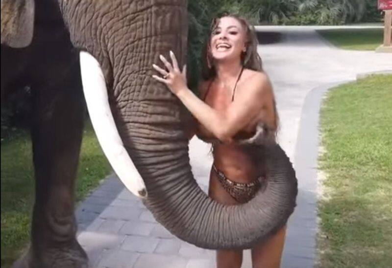 one elephant try to remove young girl  dresses and did something - video is vireling in insta