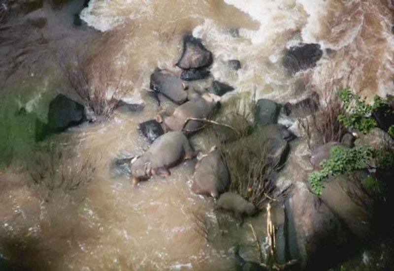 6 elephant died as drowning  in thailand zoo