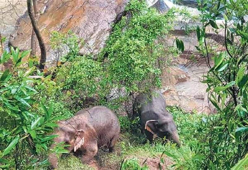 6 elephant died as drowning  in thailand zoo