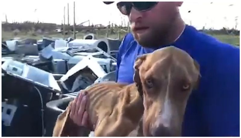 puppy rescued from collapsed building after one month of hurricane