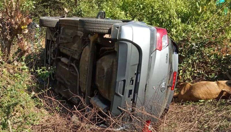 3 Cows Killed in Car Accident in Shivamogga