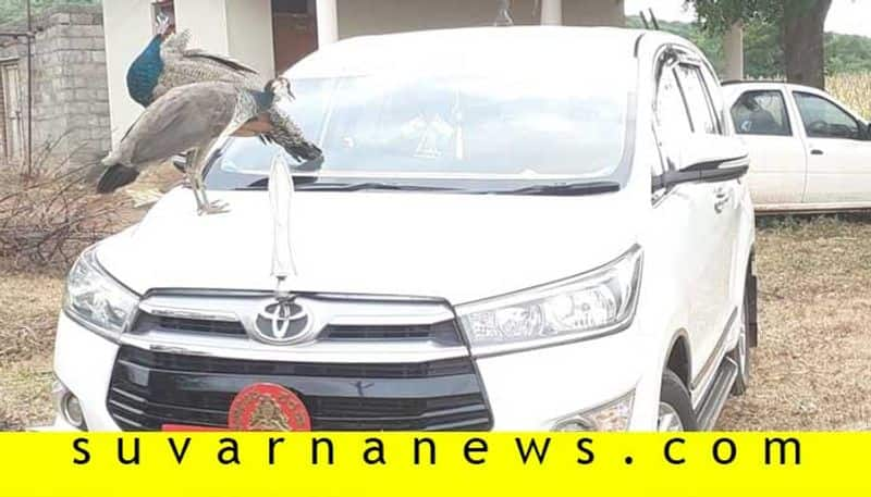 2 Peacock Stands On ZP President Car in Bagalkot