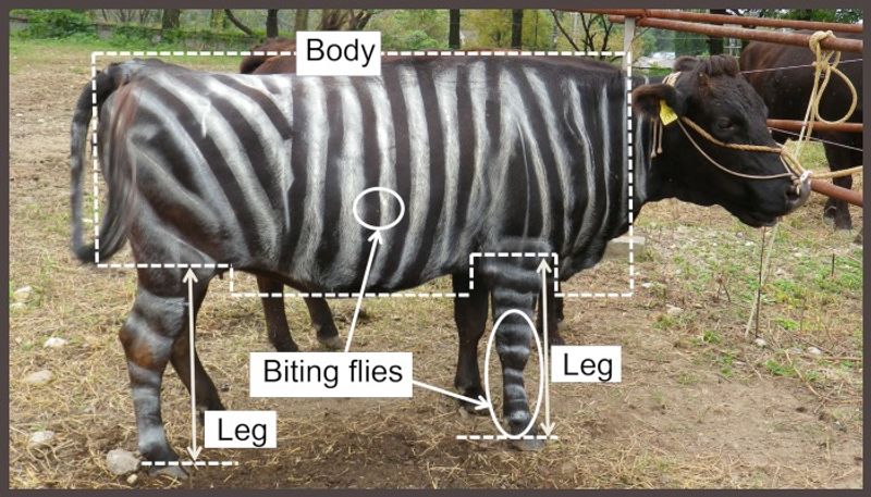 study says Painting zebra stripes on cattle discourages biting flies