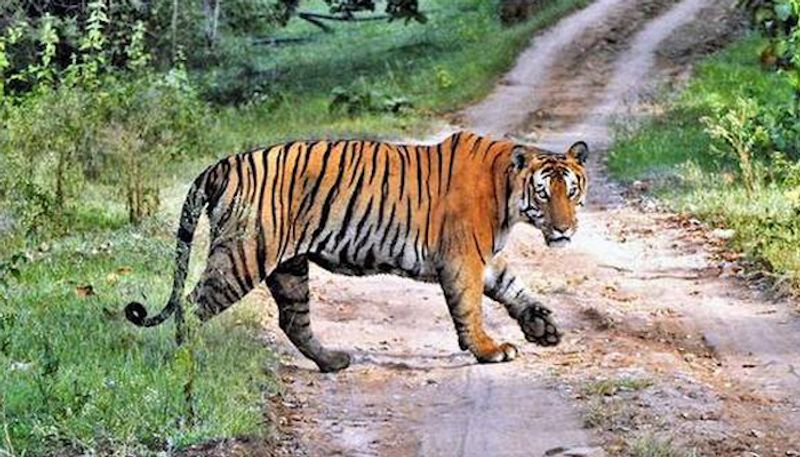 Operation Start on Catch Tiger in Gundlupete