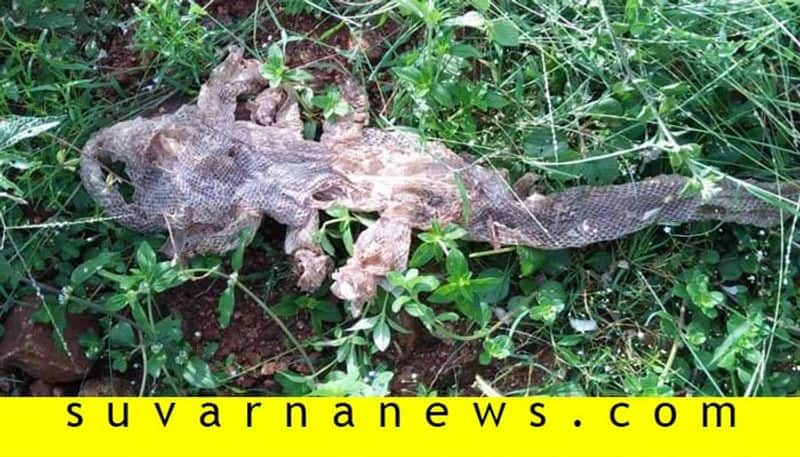 7 Head Snake Skin Found in Ramanagara