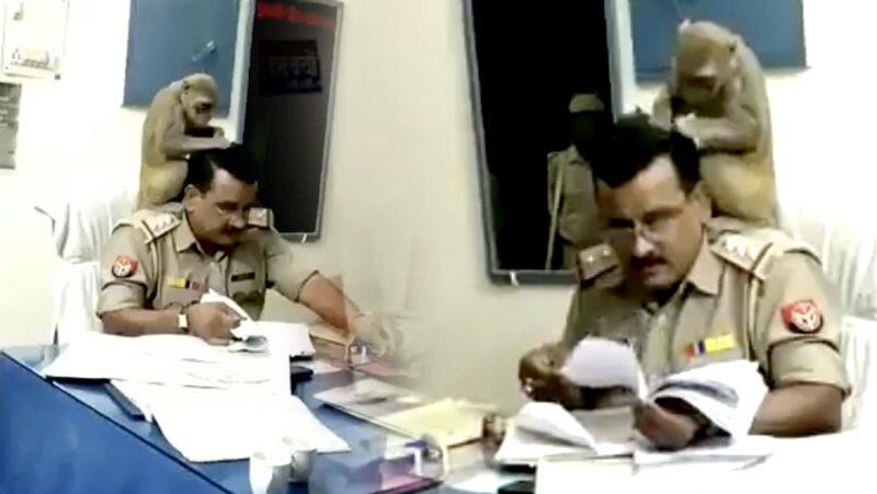 The monkey searching for lice in uttar pradesh police station viral video..