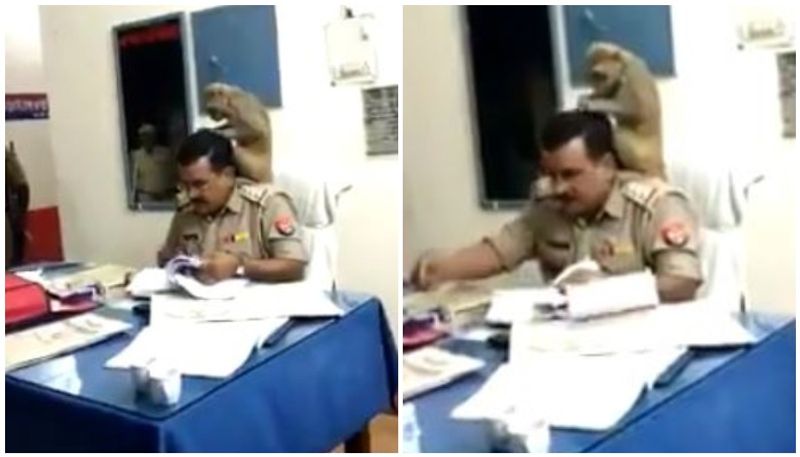 viral video of monkey looks for lice on cops hair