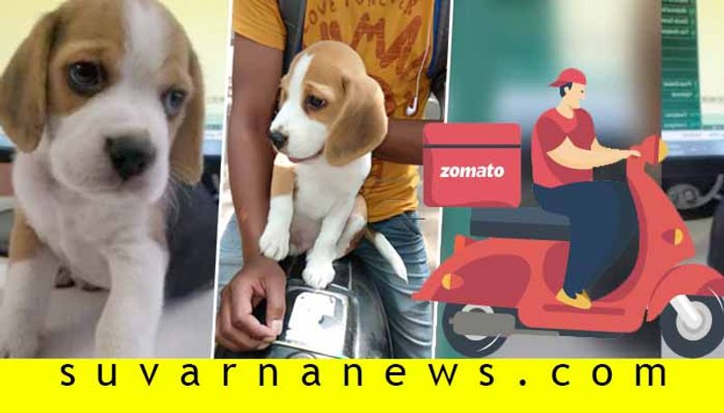 Zomato delivery man walks off with Pune woman pet dog Internet is furious