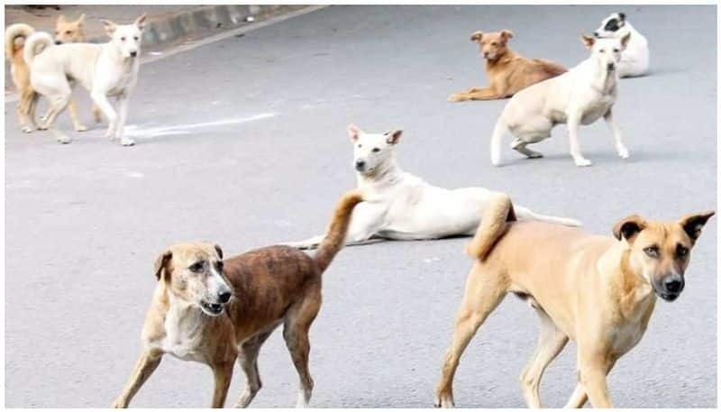 child dead after attack by stray dogs in Bidadi