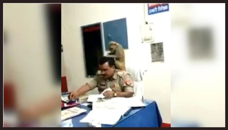 Monkey sits on UP cop shoulder looks for lice in his hair Viral video leaves Internet in splits