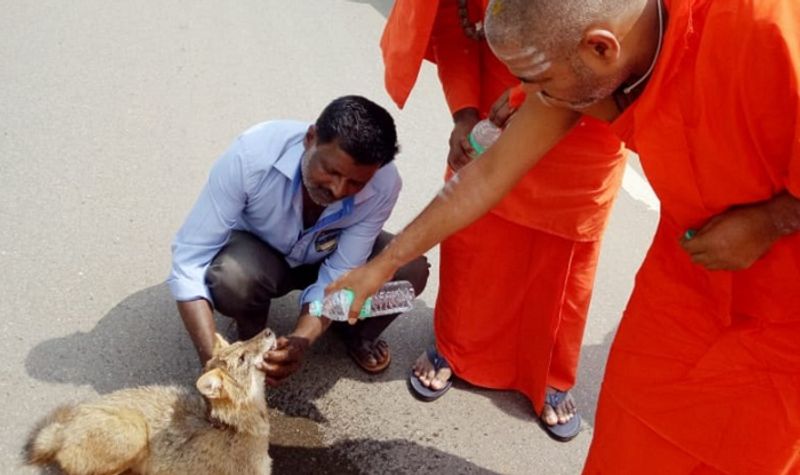 injured fox gets first aid from  niranjanandapuri swamiji in Chitradurga