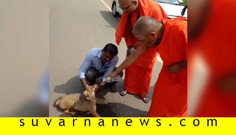 injured fox treated by kanaka guru peetha niranjanananda puri swamiji