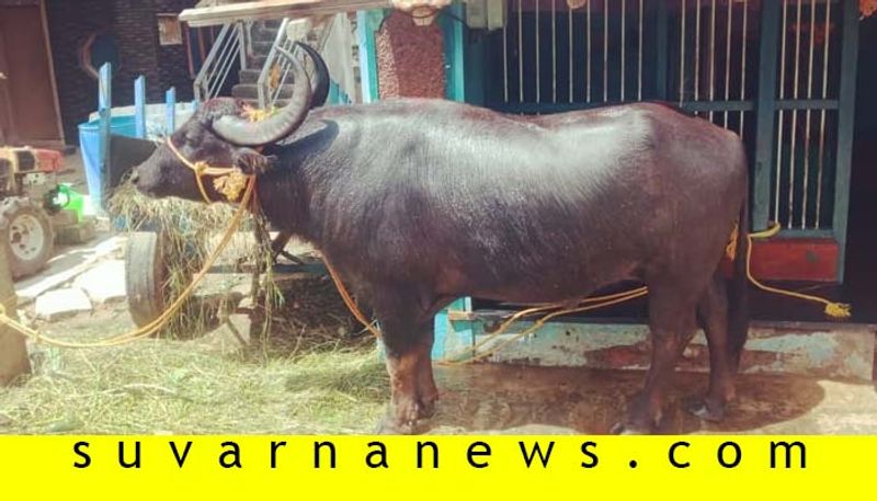 Harnalli villagers fighting for a buffalo which was missed for last two years