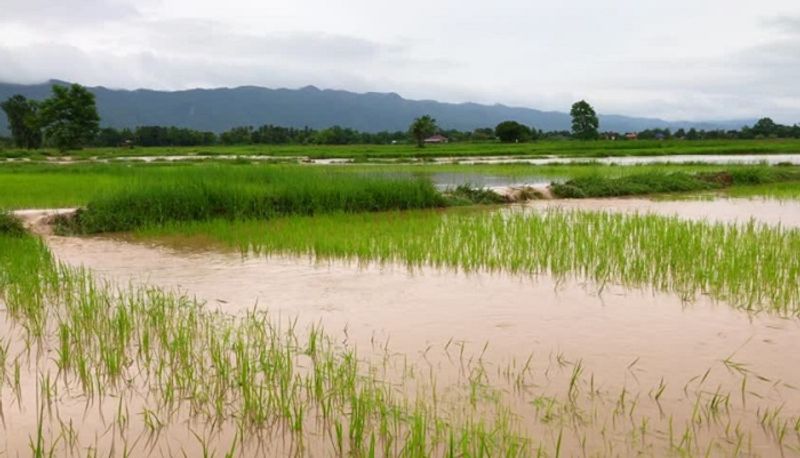 Paddy Crop Loss Due to Heavy Rain in Uttara Kannada grg