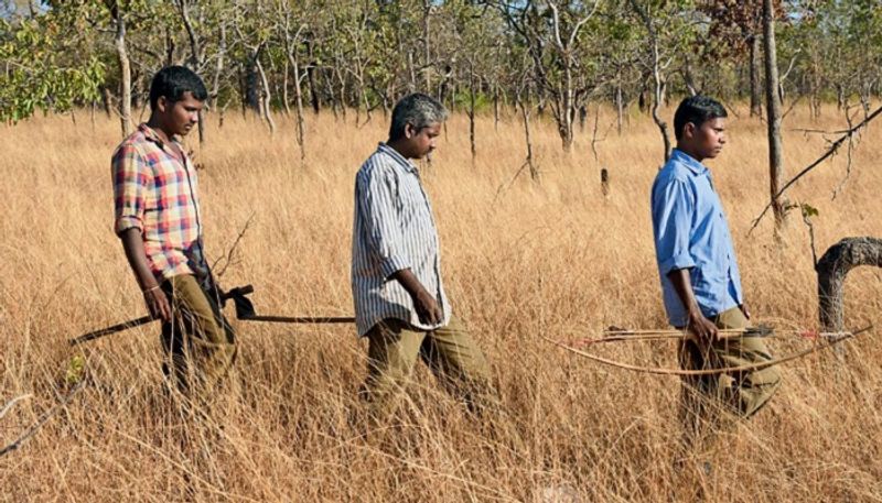 Soligas helps forest department in finding the tiger