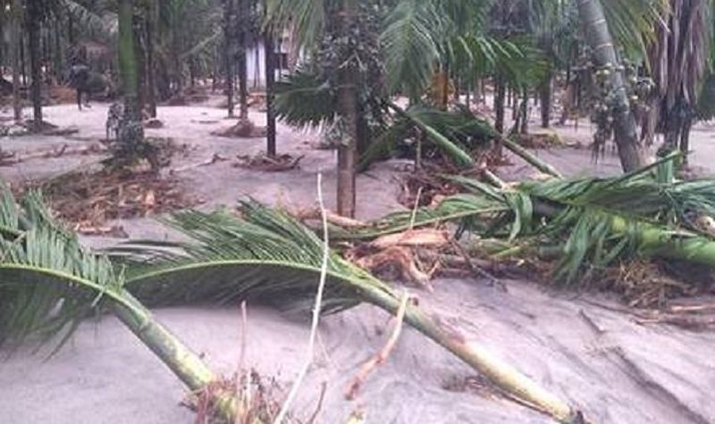 more than 500 arecanut tree fell down due to heavy rain in sullia